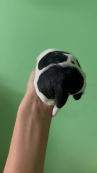“Meaty” Black Tri Pied Male in Hopkinsville, Kentucky