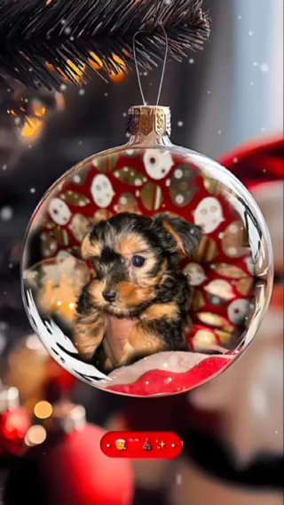 Yorkie Pupppies in Willingboro, New Jersey