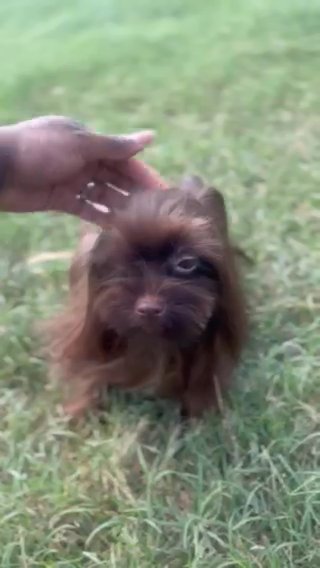 Chocolate Yorkie in Houston, Texas
