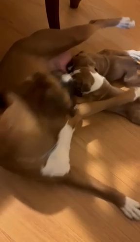 Boxer Puppies in Queens, New York