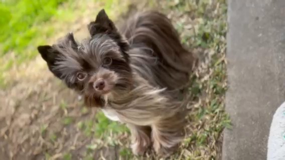 Chocolate Merle Yorkie in Houston, Texas