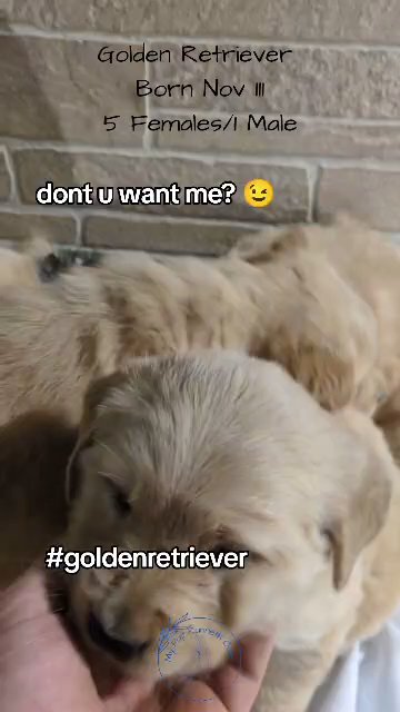 GOLDEN RETRIEVER PUPS BORN NOV 11 in Goshen, Indiana