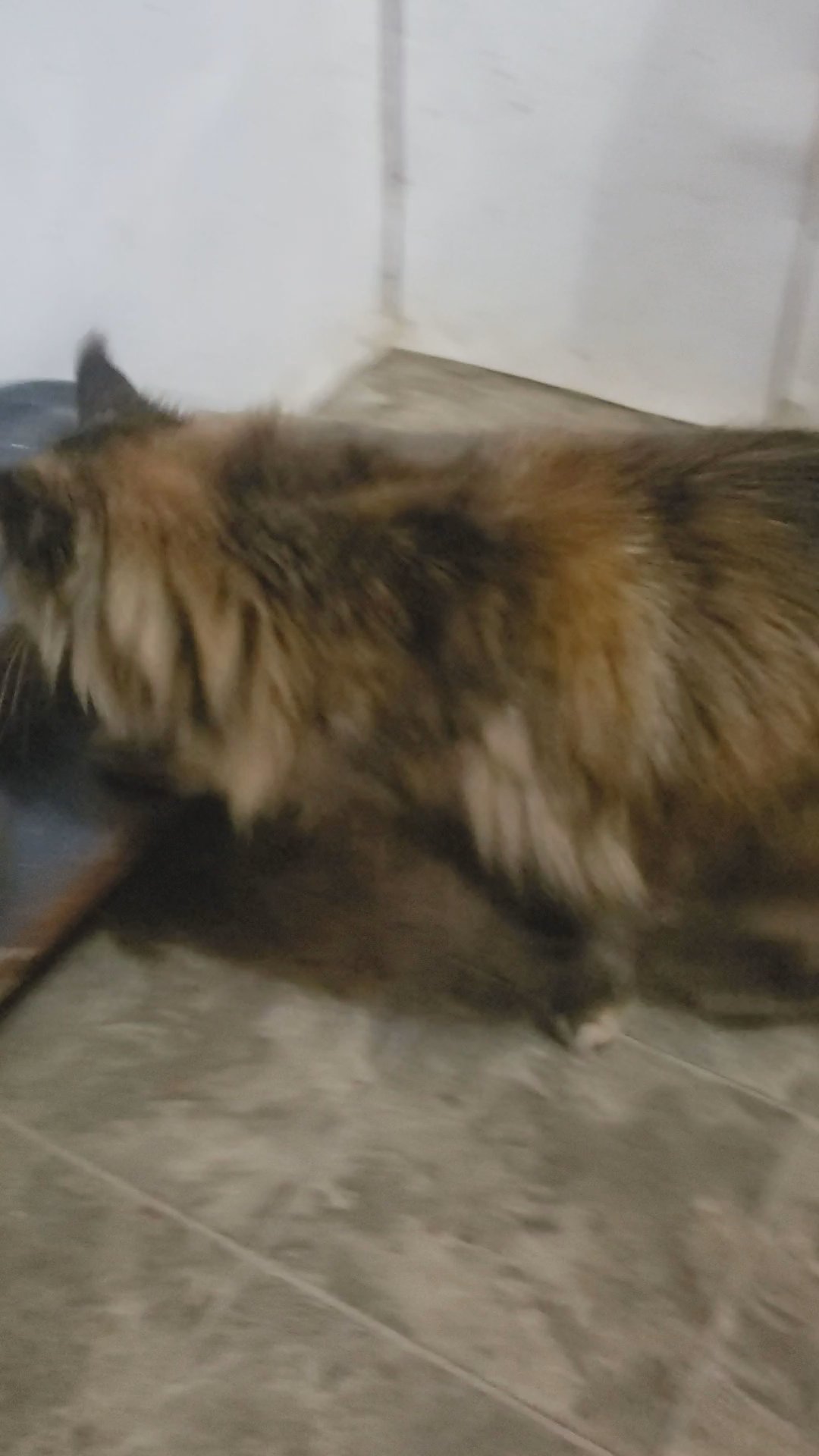 maine coon in Lincoln, Nebraska