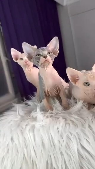 Sphynx Kittens in Washington, District of Columbia