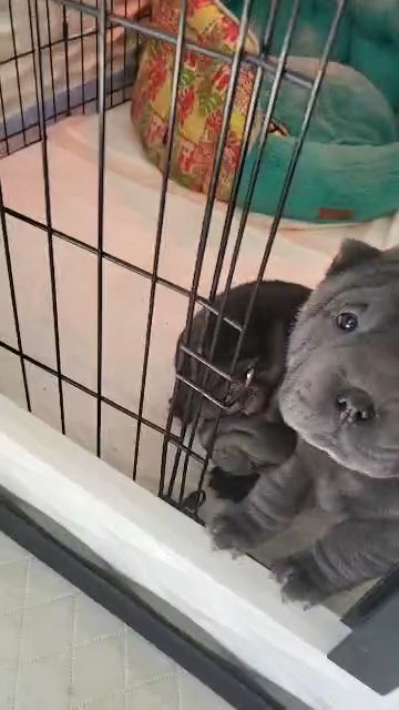 Holiday Puppies! in Washington, District of Columbia