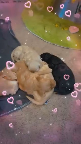 Golden Doodles in Summerville, South Carolina