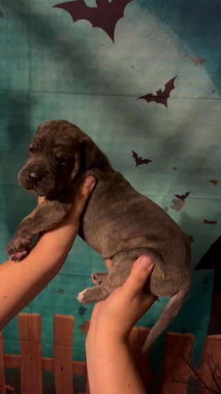 Akc Euro Blue Brindle in Roanoke, Virginia
