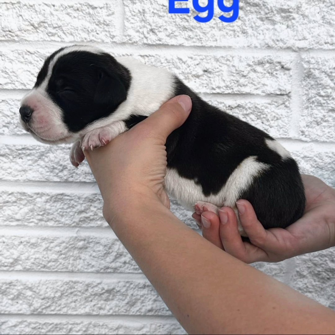 Great Dane- Egg in Johnson City, Tennessee