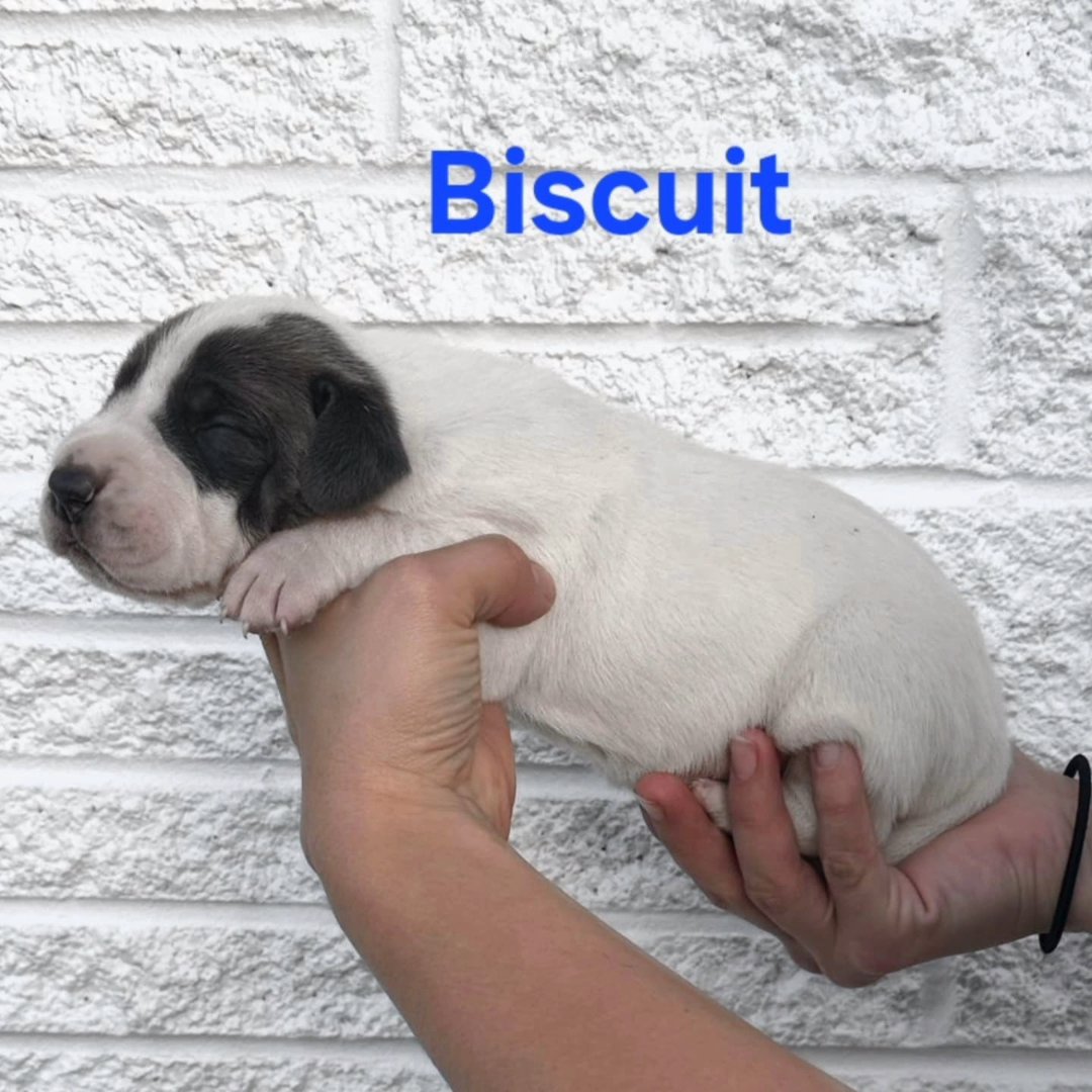 Great Dane- Biscuit in Johnson City, Tennessee