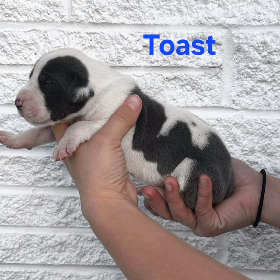 Great Dane- Toast in Johnson City, Tennessee