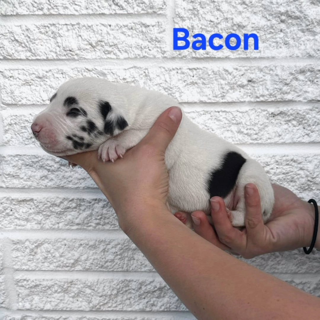 Great Dane- Bacon in Johnson City, Tennessee