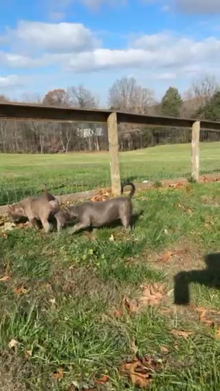 XL American Bully Puppies in Bowling Green, Kentucky