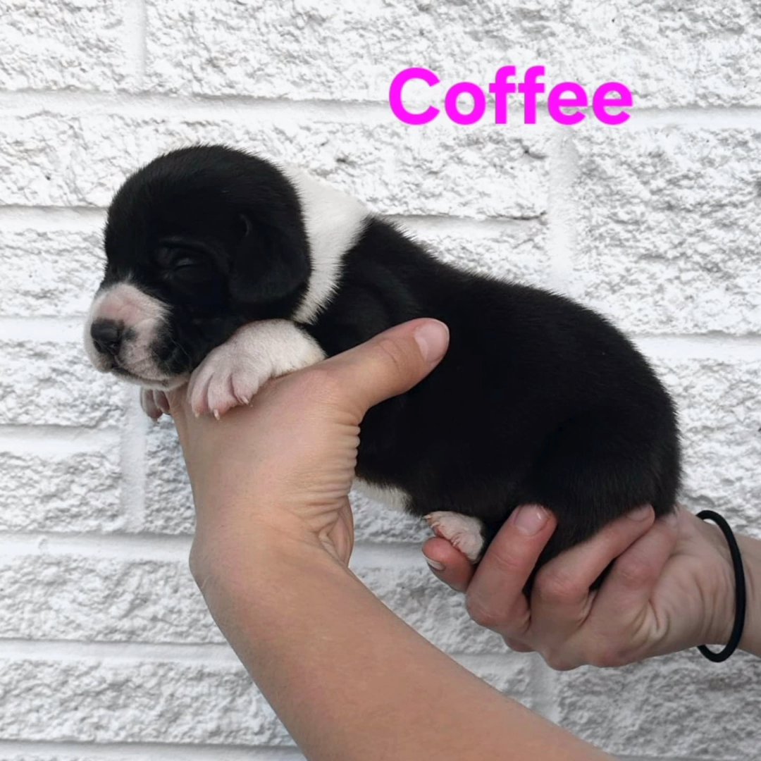 Great Dane- Coffee in Johnson City, Tennessee