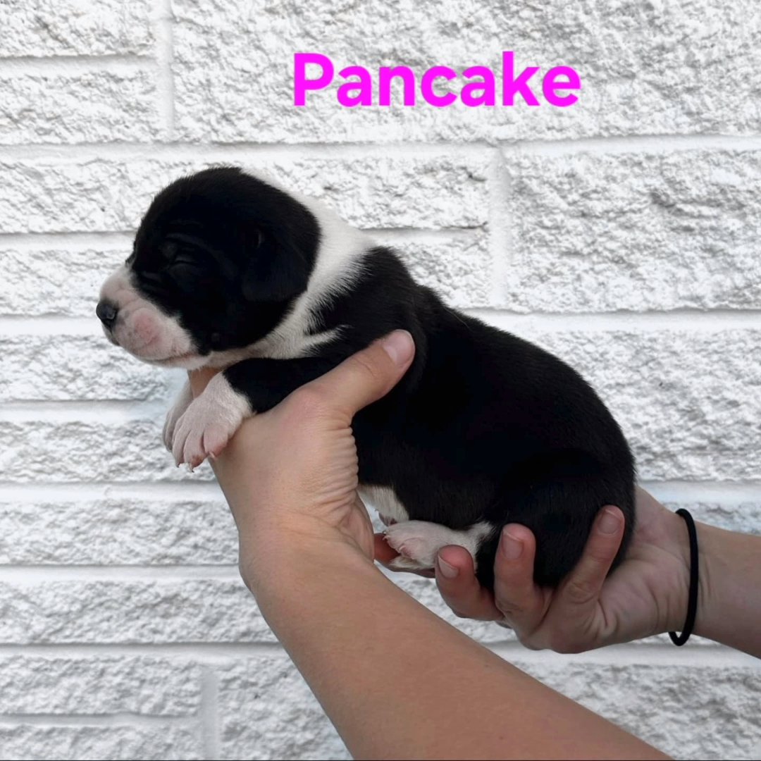 Great Dane- Pancake in Johnson City, Tennessee