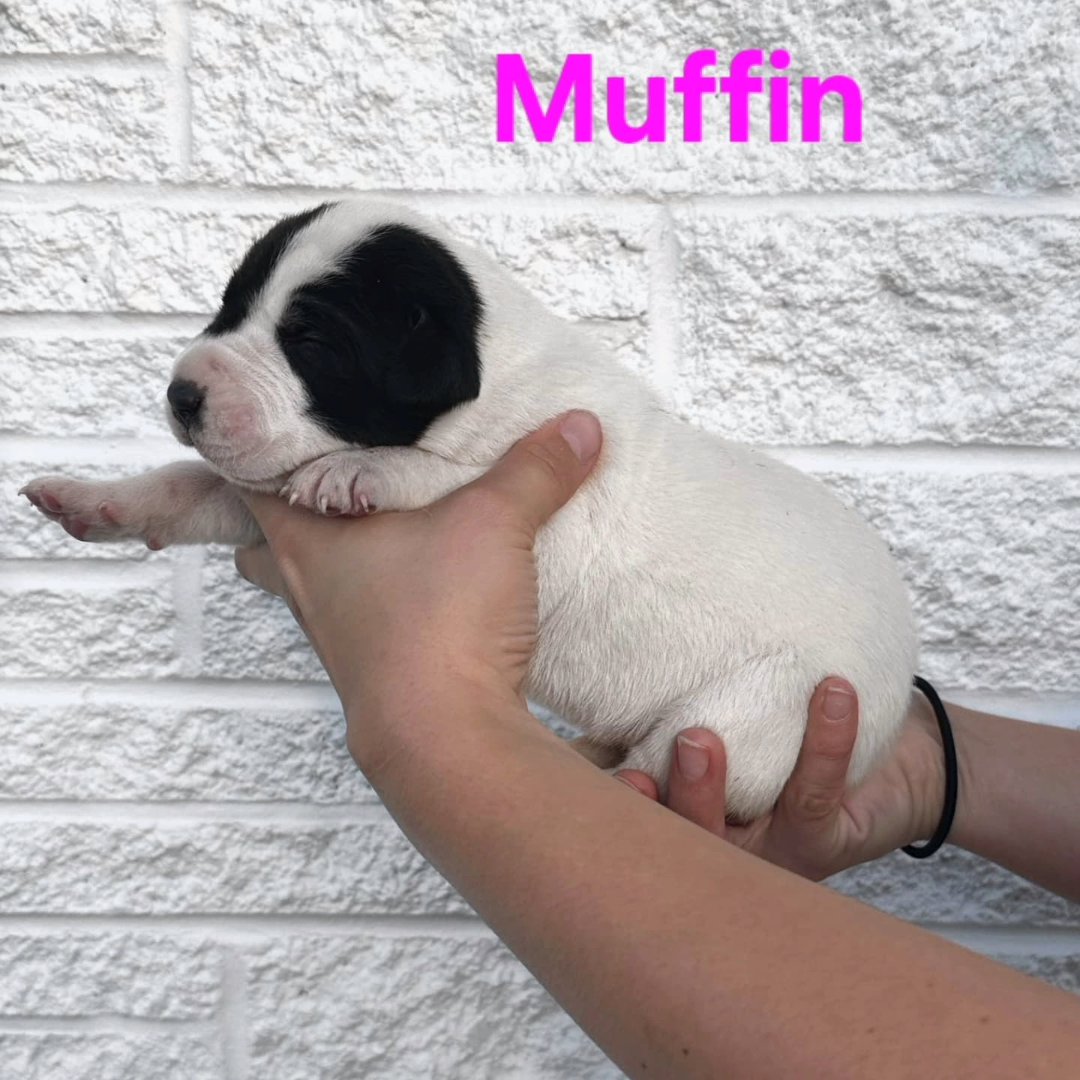 Great Dane- Muffin in Johnson City, Tennessee