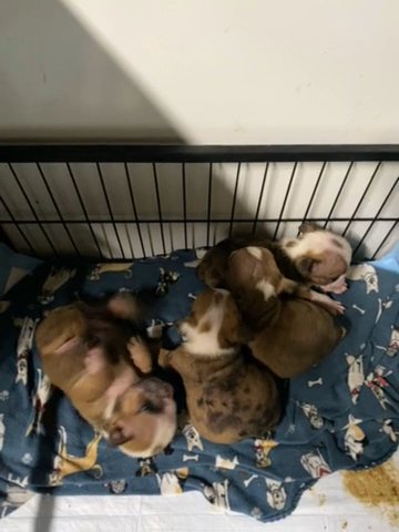 English Bulldogs in Wilmington, North Carolina
