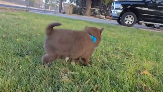 Puppy Kisses Await in Los Angeles, California