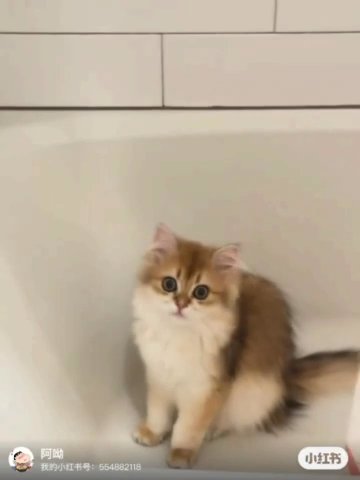 Sale Cat in Houston, Texas