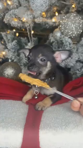 Chihuahua Boy Puppy in Charlotte, North Carolina