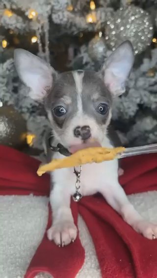 Chihuahua Boy Puppy in Charlotte, North Carolina