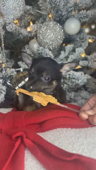 Chihuahua Boy Puppy in Charlotte, North Carolina