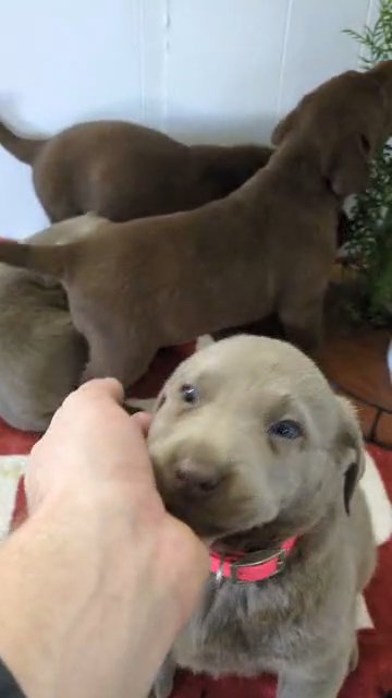 AKC CHOCOLATE/SILVER LABS BORN NOV 03 in Goshen, Indiana