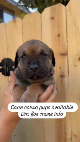 Cane Corso Puppies in Los Angeles, California