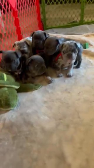 Frenchie Girls in Bowling Green, Kentucky