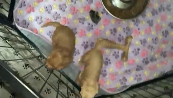 Miniature schnoodles in Radcliff, Kentucky