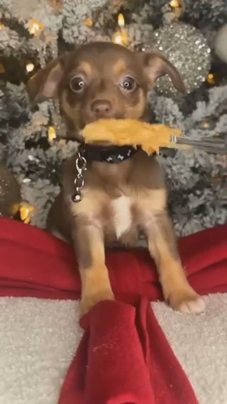 Chihuahua Boy Puppy in Charlotte, North Carolina