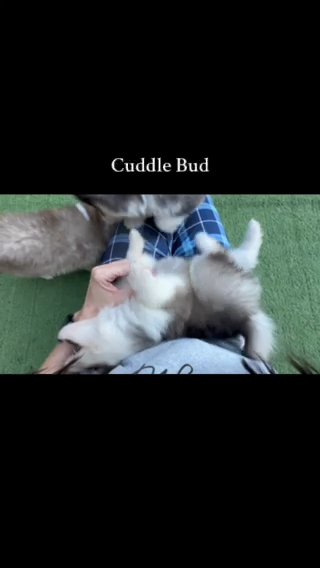 Bud in Dublin, Georgia