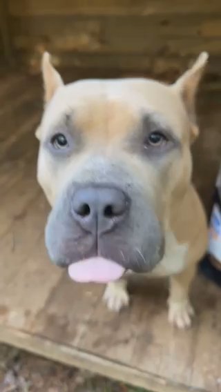 Micro Exotic Bully in Clinton, Maryland