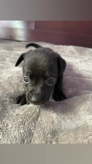 Chihuahua Puppies in Long Beach, California