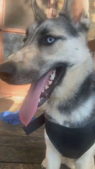 Prince, 1 YRold German Shepherd Husky Mix. in Merrillville, Indiana