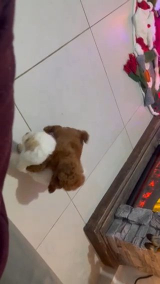 Toy Poodle in Houston, Texas