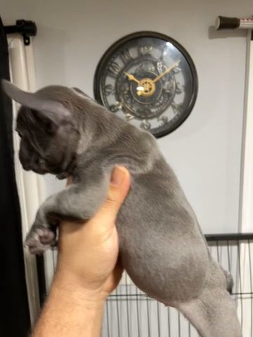 Blue Male French Bulldog in Chicago, Illinois