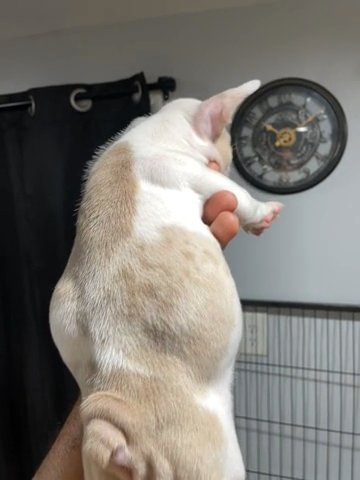 Fawn Male Merle in Chicago, Illinois