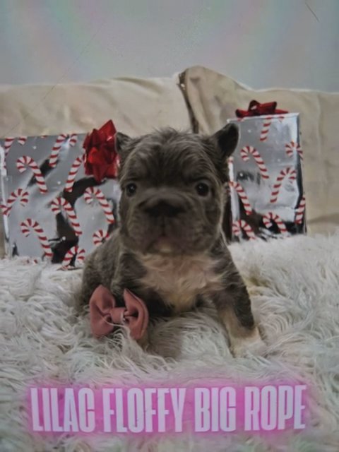 fluffy frenchie female in San Diego, California