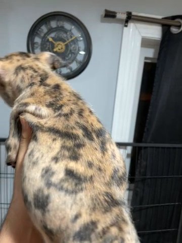 Male Chocolate Merle French Bulldog in Chicago, Illinois