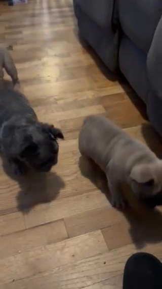 AKC French Bulldog in Yakima, Washington