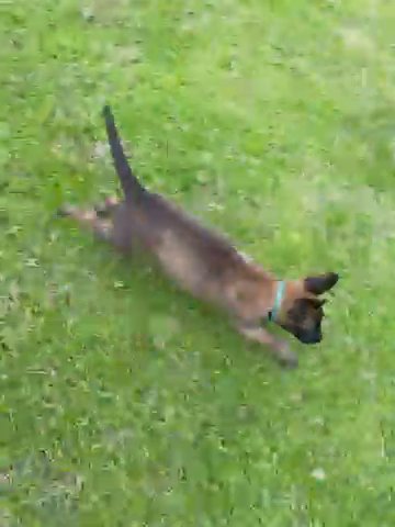 Belgian Malinois Puppy in Ocala, Florida