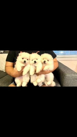 Male Pomeranian in Orlando, Florida