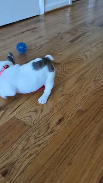 Merle French bulldog in Raleigh, North Carolina