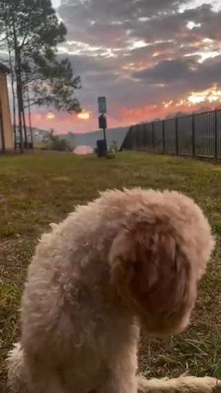 Puppy in Lakeland, Florida