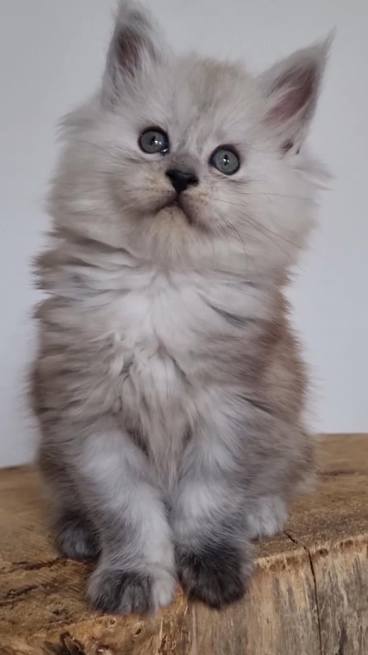 Maine coon kitten for rehoming in Chicago, Illinois