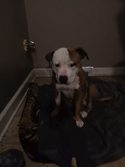 pit bull mixed in Clarksville, Indiana
