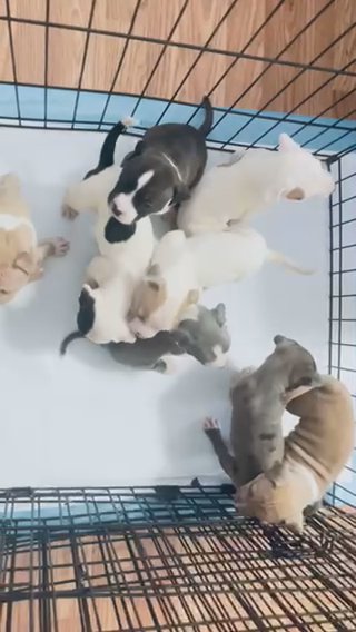 american pocket bullies in New York City, New York