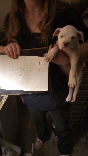 American Pitt terrier all white blue eyes male in Bay St. Louis, Mississippi