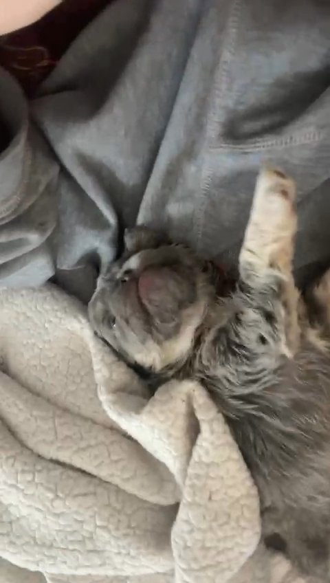 female fluffy french bulldog in San Diego, California