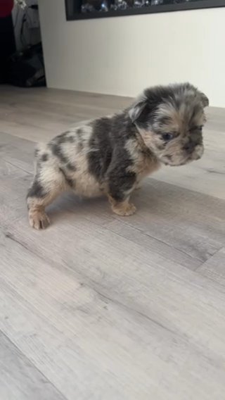 **** SOLD**** Gerald - Blue & Tan Fluffy French Bulldog in Houston, Texas